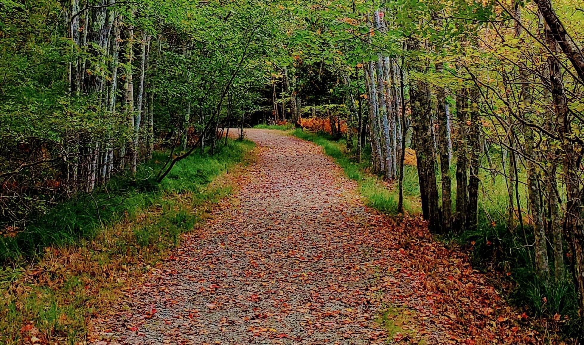 Carriage trail leaves